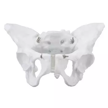 Модель женского таза. Точная имитационная модель скелета таза для демонстрационного обучения.