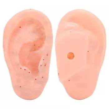 Модель зоны уха, акупунктурная точка уха, обучающая акупунктурная точка, модель 13 см