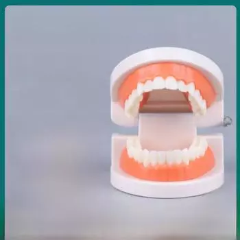 Модель зуба для обучения стоматологии в детском саду 15ml, child, 100 pieces