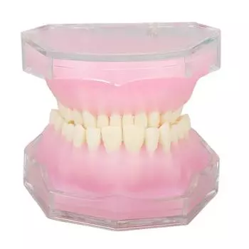 Модель зуба из смолы съемный стандартный учебный имплантат стоматологический режим для учебной практики