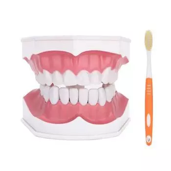 Модель зубного зуба. Изучение стандартных зубов. Обучение демонстрации полости с кистью.