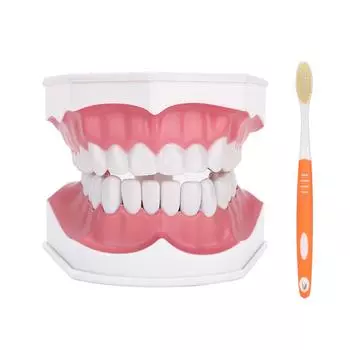 Модель зубного зуба. Изучение стандартных зубов. Обучение демонстрации полости с кистью.