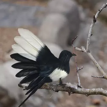 - Моделирование птиц, модели пернатых птиц, поделки, статуэтки, статуи, садовые украшения, для