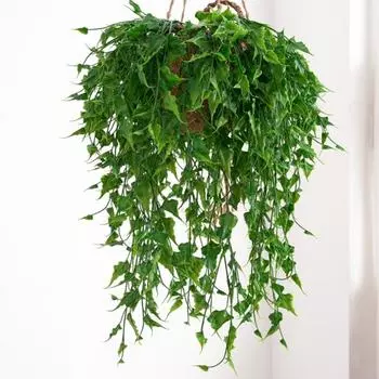 Моделирование зеленых растений Привлекательные экологически чистые привлекательные искусственные висячие лозы Макет сцены Поддельный плющ Висит искусственная лоза зелёный