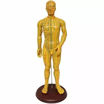 Monolife Human Body Acupuncture Point Meridian Хиропрактика для модели Hard Type, Acupoint, Model, Model, Massage, Learning, 52.5cm, Male,