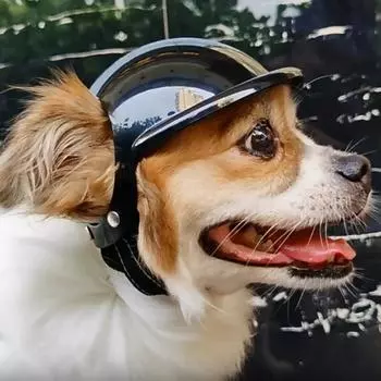 Мотоциклетный шлем для собак, удобный регулируемый ремешок с отверстием для ушей, черный, шлемы для домашних собак, домашние животные, собаки, товары для верховой езды на открытом воздухе S чёрный