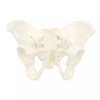 Movable Femur Heads Female Skeleton Model Elastic 3D Pelvis Anatomy Model Anatomy