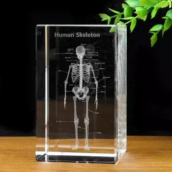 Muy Bien Crystal 3D Laser Внутренняя резьба Анатомия человека Скелет Куб Модель Пресс-папье Мышление Медицинская наука Подарок Домашний декор