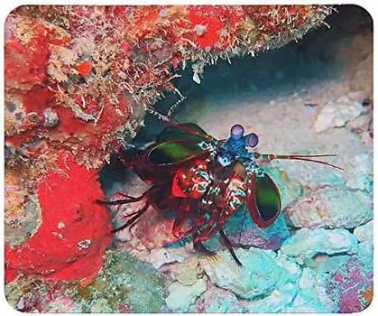 Мышь-богомол-креветка Фотоподложка Подложка для ракообразных (Мировая серия)