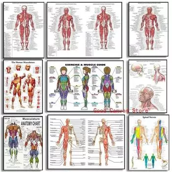 Мышечная система Плакаты Анатомия Диаграмма Тело человека Холст Картина Печать Настенное искусство Школа Медицинские Образовательные Принадлежности 21cm30cm NoFrame