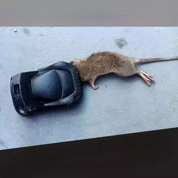 Мышеловка Бытовая чувствительная мышеловка Клетка для животных Склад Ферма Оборудование для предотвращения появления мышей Курятник Мышеловка Разработана чёрный