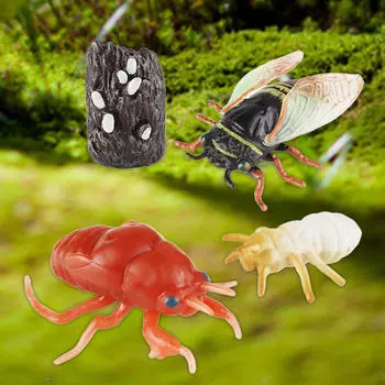 Набор «Цикадный цикл роста», имитация биологии животных, обучающие пособия по жизни