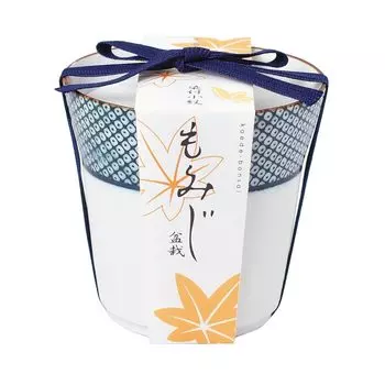 Набор для выращивания бонсай ITANSE Bonsai Cultivation, окрашенный 1 клен с возможностью выбора выращивания, включает набор керамических горшков, Komon, семена [разновидностей бонсай],