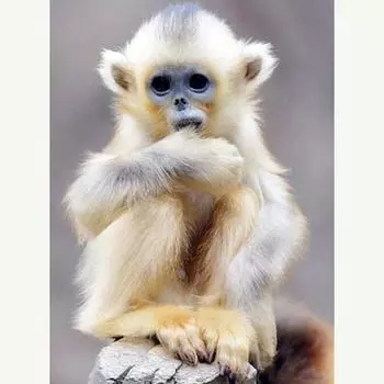 Набор для вышивки крестом DIY Алмазная вышивка Маленькая обезьянка Алмазная картина Мозаика Домашний декор 20X30CM