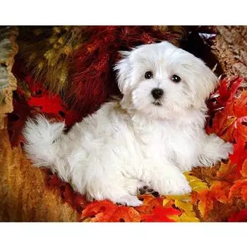 Набор для вышивки крестом DIY Алмазная вышивка Белая собака Алмазная картина Мозаика Домашний декор 20X30CM