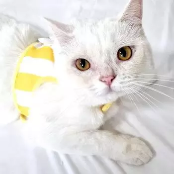 Набор поводков для собак Namas Pet Smile Flower, желтый