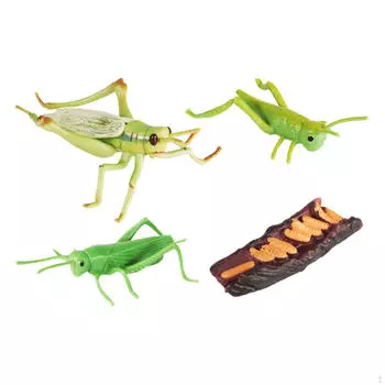 Набор жизненного цикла саранчи, модель стадии роста, учебные пособия, фигурки для мальчиков