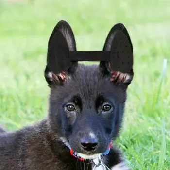 Наклейка на инструменты для ухода за ушами щенков домашних животных для маленьких и средних собак