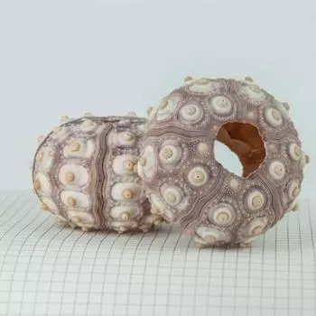 Настольный орнамент, приморская атмосфера, экологически чистый, легкий, большая морская ракушка, раковина, сделай сам, украшение для дома, подарок на день рождения A