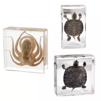 Настоящий образец животного осьминога черепахи в смоле для занятий в классе по естественнонаучному образованию, отличный подарок для любителей таксидермии