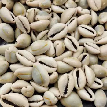 Натуральная целебная серая ракушка каури размером от 15 до 25 мм, морская ракушка для изготовления ювелирных изделий, полированная ракушка каури. 200 Crt Grey Cowrie Shell