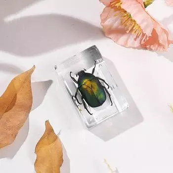 Натуральные образцы насекомых, смоляные скарабеи, украшения для дома, фигурки жуков, подарки для экологов, украшения для дома и офиса