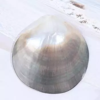 Натуральные ракушки Черная бабочка Ювелирные изделия из раковин своими руками Морской декор Морской гребешок