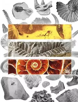 НАУКА из 15 ископаемых образцов с пояснениями Упаковано в коробку 130 x 200 x H15 Kaseki ОБРАЗЦЫ ИСКОПАЕМЫХ 15 Набор (сделанная бумага) размер мм хёхон