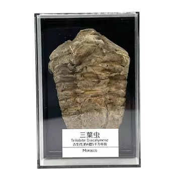 Наука о конском хвосте Трилобит Ископаемый динозавр Реальный палеозойский период из Марокко с футляром (6-7см)