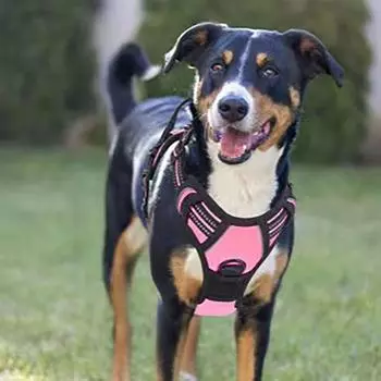 Нейлоновый жилет-шлейка для собак без тяги, регулируемый жилет-поводок для собак, домашний нагрудный ремень для собак на открытом воздухе M