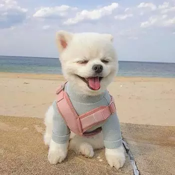 Неофит Эйр