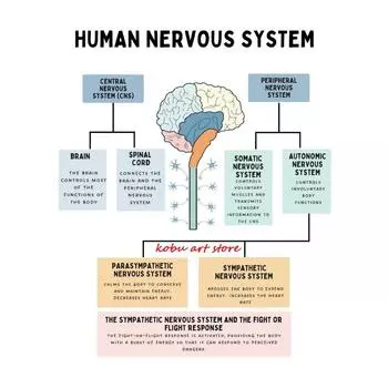 Нервная система человека Анатомия человеческого мозга Постер с функцией мозга Принт Настенное искусство Холст Живопись для декора терапевтического кабинета 21cm30cm NoFrame