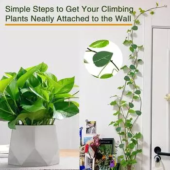 New Invisible Plant Climbing Wall Fixture Clips 10-50Pcs PcsRattan Vine Bracket Fixed Buckle Leaf Clips Traction Holder Garden