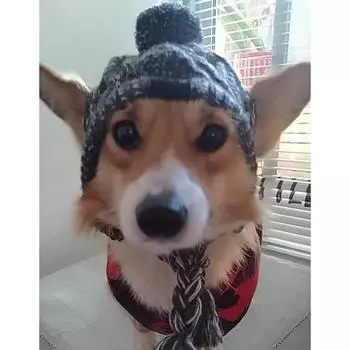 New pet headgear autumn and winter hairball warm and antifreeze wind fluffy ball knitted French bucket large and small dog knitted hat S [head circumference 33-41]