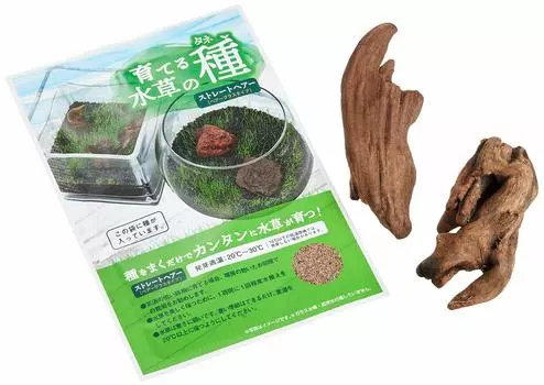 Nisso Growing Водные Растения Семена Прямые Волосы Driftwood &