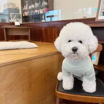 Нижняя рубашка для домашних собак, модная полосатая одежда для собак для маленьких собак, кошек, щенков, котят, пуловер, жилет, одежда для чихуахуа, мопса, пуделя XS фиолетовый