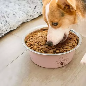 Non-Slip Pet Food Bowl Anti-overturning Dog Feeding Basin Cat Feeder Pet Food Water S бежевый