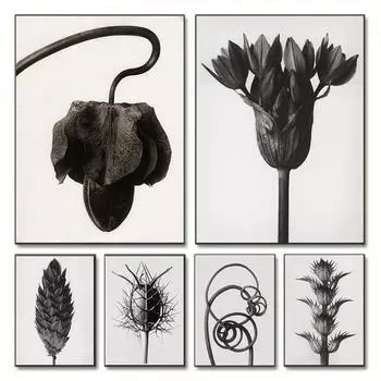 Nordic Plants Posters Prints Black and White Decorative Canvas Painting Wall Art Pictures Minimalist Living Room Home Decoration 21x30cm No Framed
