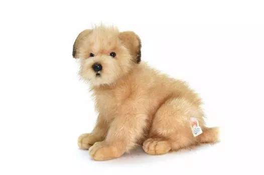 Норфолк-терьер №3996