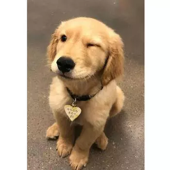 Новая 5D DIY алмазная живопись собака вышивка квадратная/круглая Алмазная вышивка крестиком Алмазная мозаика картина украшение подарок Full Square (20X30CM)