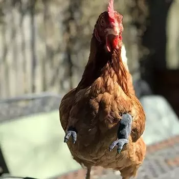 Новое украшение в виде куриной лапы, украшение в виде куриной передней лапы, пародия на динозавра, реквизит для домашних животных, куриная лапа