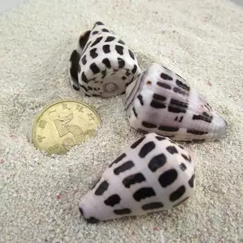 Новые украшения для дома Натуральные раковины Бутик-украшение для аквариума Пятнистые улитки Таро Улитки-лошади Таро Точечные улитки Таро светло-серый