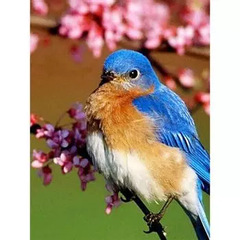 Новый 5D DIY алмазная живопись птица Алмазная вышивка животные вышивка крестиком полная квадратная круглая дрель ремесла домашний декор ручной подарок Full Round 20x30CM