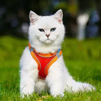 Новый поводок для кошек и собак на грудь, поводок для прогулок с цветным ремнем на грудь, набор поводков для кошек, принадлежности для животных S синий