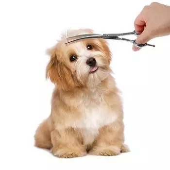 Ножницы для груминга Comet Pet Curve 18см, корейский шампунь для домашних животных