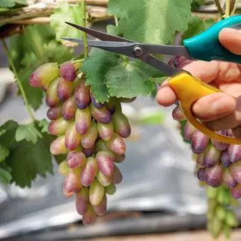 Ножницы для обрезки из нержавеющей стали с мягкой ручкой. Многофункциональные садовые ножницы с наклонной или прямой головкой для обрезки фруктов в саду. A