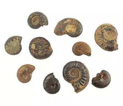 Образец ископаемого аммонита для обучения