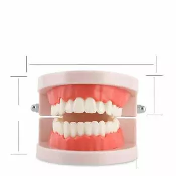 Образовательная модель зуба для детей - Игрушка для практики чистки зубов Ordinary dental model