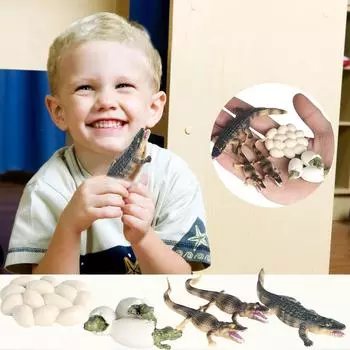 Образовательная симуляция для детей. Лучшая модель цикла роста животных. Мультяшные игрушки.