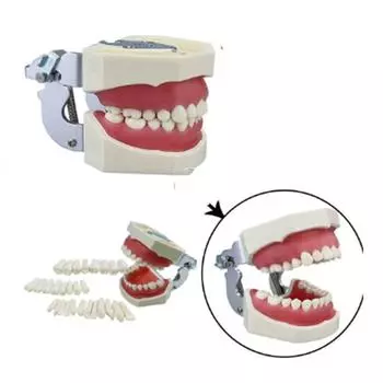 Обучение Обучение Демонстрация Съемный Зуб Стоматология Типодонт Модель Лабораторный Практический Инструмент
